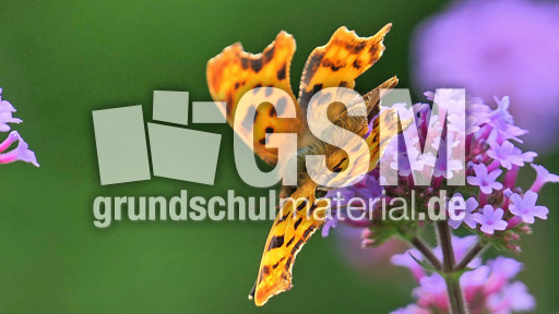 Kleiner Perlmuttfalter_3.jpg